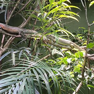 Tropical Realm - South-eastern girdled lizards 110920