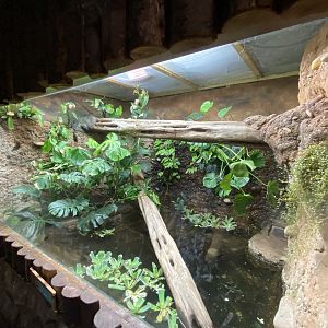 Tropical Realm - Caiman lizard exhibit 110920