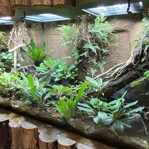 Tropical Realm - Golden mantella exhibit 110920