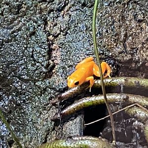 Tropical Realm - Golden mantella 110920