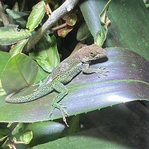Tropical Realm - Antiguan anole 110920