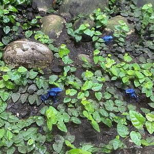 Tropical Realm - Blue poison dart frogs 110920