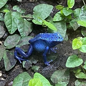 Tropical Realm - Blue poison dart frog 110920
