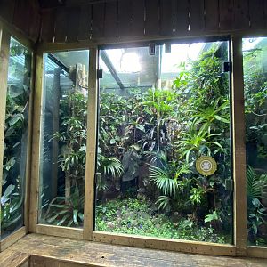 Tropical Realm - Mixed dart frog and anole exhibit 110920