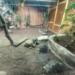 Tropical Realm - Radiated tortoise exhibit 110920
