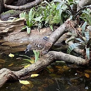 Tropical Realm - Sunbittern 110920