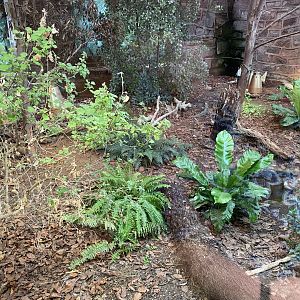 Tropical Realm - Tuatara exhibit 110920