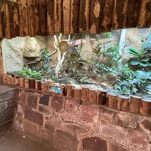 Tropical Realm - Moellendorf's rat snake exhibit 110920