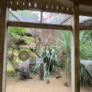 Elegant crested tinamou and Blue-throated macaw exhibit 110920