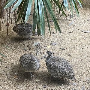 Elegant crested tinamou 110920