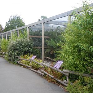 Aviaries 110920