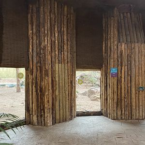 Spirit of the Jaguar - Bush dog indoors 110920