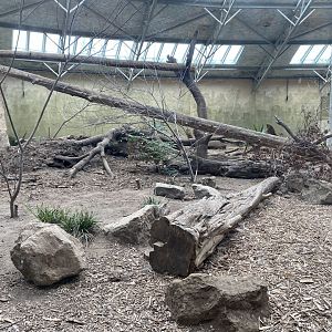 Spirit of the Jaguar - Bush dog indoors 110920