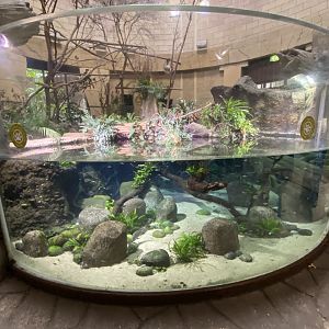 Spirit of the Jaguar - aquarium 110920