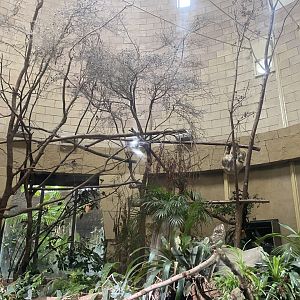 Spirit of the Jaguar - Sloth indoors 110920