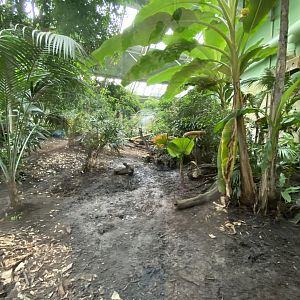 Spirit of the Jaguar - Jaguar indoors 110920