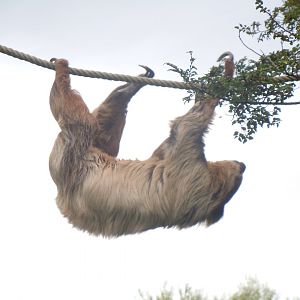 Spirit of the Jaguar - Linnaeus' two-toed sloth (outdoors) 110920