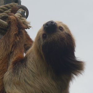 Spirit of the Jaguar - Linnaeus' two-toed sloth (outdoors) 110920