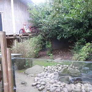 Asian small-clawed otter/Sulawesi babirusa outdoors 110920