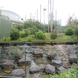 Orangutan outdoors 110920