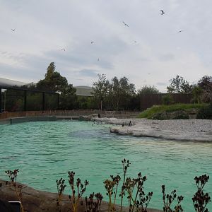 Humboldt penguin exhibit 110920