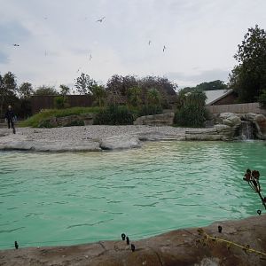 Humboldt penguin exhibit 110920