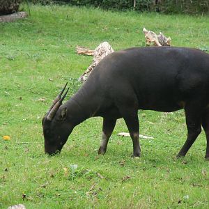 Lowland anoa 110920