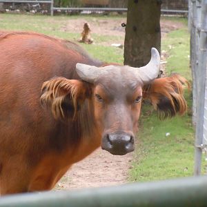 Forest buffalo 110920