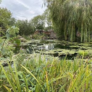 Giant otter exhibit 110920