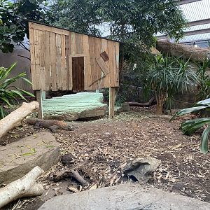 Dragons in Danger - Komodo dragon exhibit 110920