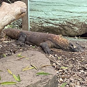 Dragons in Danger - Komodo dragon 110920