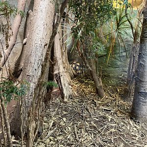 Dragons in Danger - Angulated/Ploughshare tortoise exhibit 110920