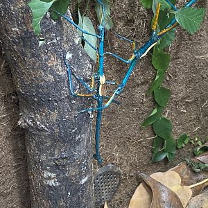 Dragons in Danger - Madagascan blue stick insect 110920