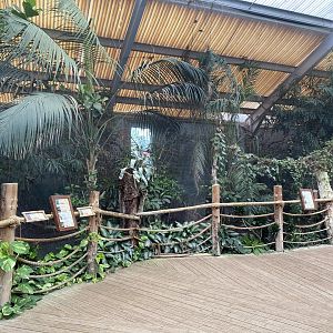 Dragons in Danger - Aviary 110920