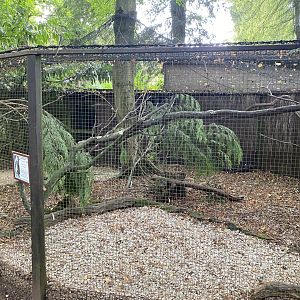 Pink pigeon aviary 120920
