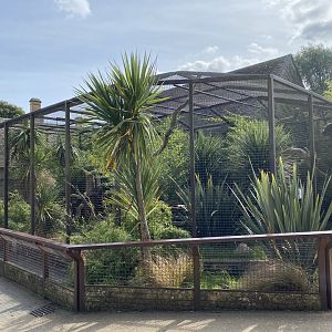 Binturong enclosure 120920