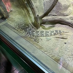 Reptile House - Puff adder 120920