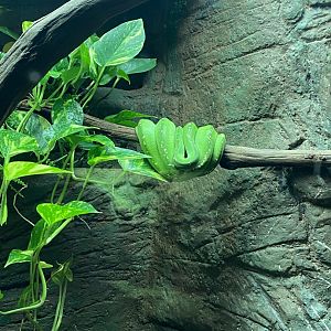 Reptile House - Green tree python 120920