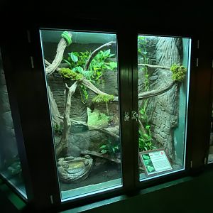 Reptile House - Green tree python exhibit 120920
