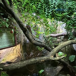 Reptile House - Chinese crocodile lizard exhibit 120920