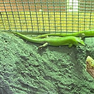 Reptile House - Emerald tree skink 120920