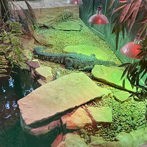 Reptile House - Morelet's crocodile 120920
