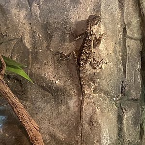Reptile House - Mountain horned dragon 120920