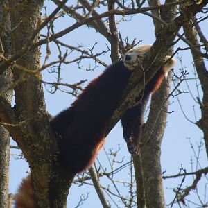 Red panda 120920