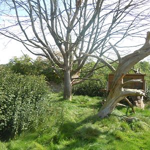 Red panda exhibit 120920
