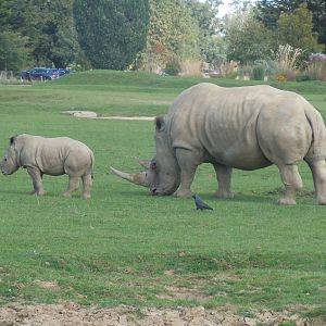 Southern white rhinoceros 120920