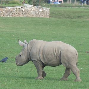 Southern white rhinoceros 120920