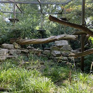 Indochinese clouded leopard exhibit 120920