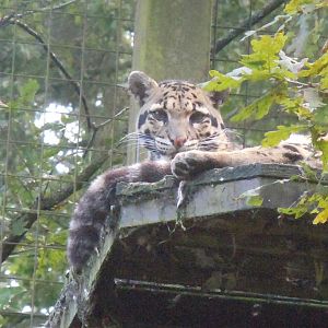 Indochinese clouded leopard 120920