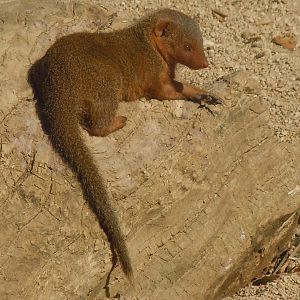Dwarf mongoose 120920